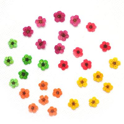 China 2000PCS/Sets Wholesale Pure Natural Sustainable Dried Flowers DIY Flower Decoration Crafts for sale