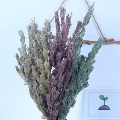 China Factory Durable Wholesale Preserved Flowers Asparagus Lycopodium Japonicum For Home Decoration for sale