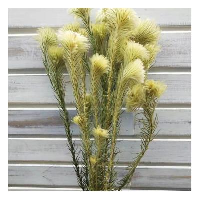 China Durable Hot Selling Natural Preserved Flower Clematis Flower For Decoration for sale