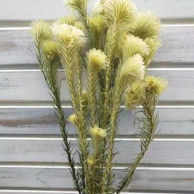 China Wedding Events Decoration Home Decor Preserved Natural Flowers Clematis Flowers for sale