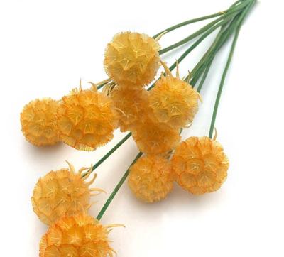 China Preserved Flower Preserved Flowers Morning Bride Scabiosa Pods For Dry Flower Arrangement for sale