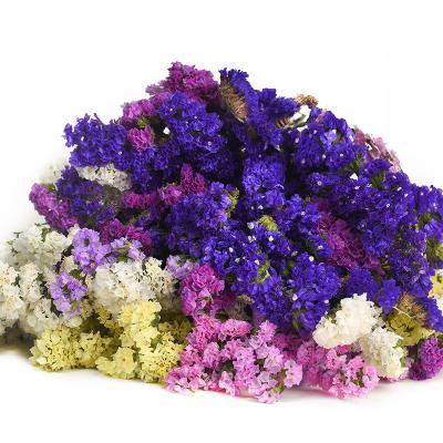 China Party Occasion Yunnan Natural Decorative Flower Real Preserved Forget Me Not Myosotis For Flower Arrangement for sale