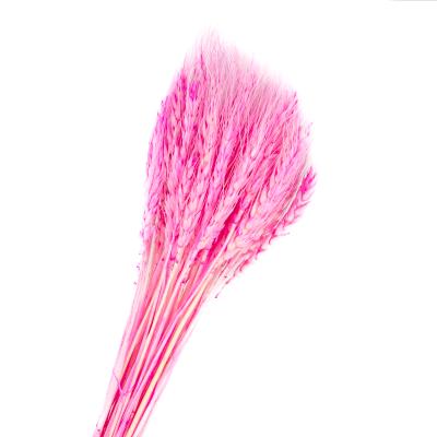 China Wholesale Party Occasion Yunnan Touch Real Flowers Dried Durable Wheat Flower For Wedding for sale