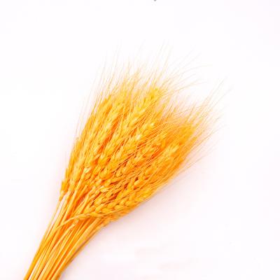 China High Quality Indoor Outdoor Hot Selling Desktop Decoration Flower Desktop Dried Wheat For Home Wedding Decoration for sale