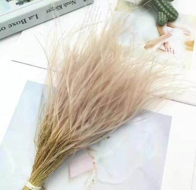 China Wholesale Natural Flower Colorful Preserved Feathery Stipe For Home Wedding Decoration for sale