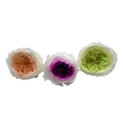 China Minimalist Home Drcoration Preserved Decoration Wholesale Real Austin Rose Flower Bud Preserved Eternal Natural Fresh Flower 2-3cm for sale