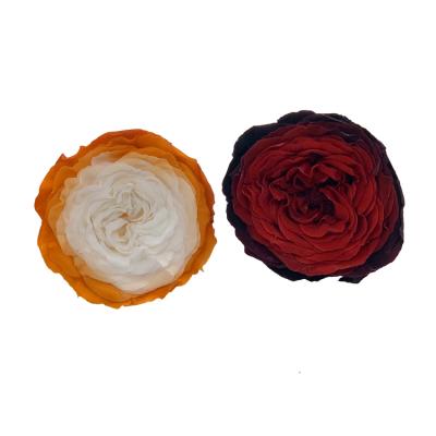 China Minimalist Wedding Backdrop Decoration Preserved Austin Rose Head Eternal Rose Bud Rosy Color Everlasting Flower for sale