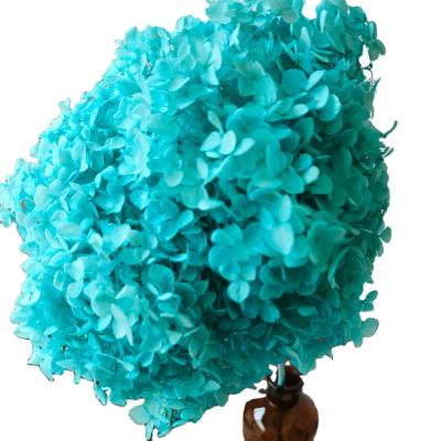 China Anna's Natural Preserved Hydrangea Flowers Fresh and Natural Home Decor Flowers For San Valentine's Day Gift for sale