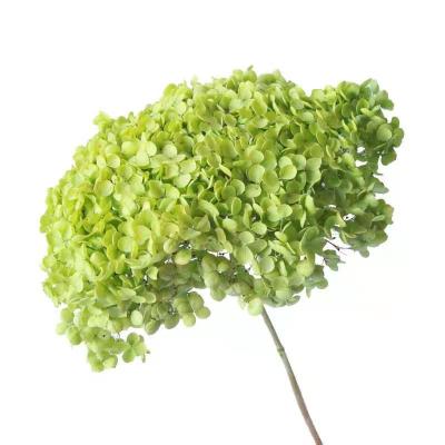 China Environmental Protection Yunnan Green Hot Sale Preserved Flower Preserved Anna Hydrangea Flowers For Flower Arrangement for sale