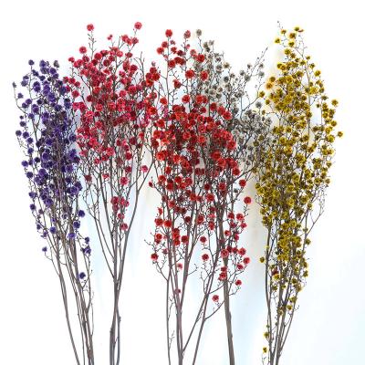 China Wholesale Eternal Preserved Lasting Wintersweet Plum Long Lasting Decorative Flower Stirlingia Latifolia for sale