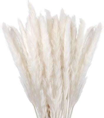 China Natural Touch Kitchen Home Outdoor Party Photographing Vase Decor Natural Dry Pampas Grass In Hand for sale