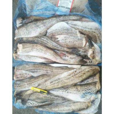 China Nutritious Eat With Confidence Well Preserved Frozen Fish Pollock for sale