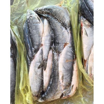 China Natural Fresh Frozen Nutritious Jelly Preservation Herring Fish for sale