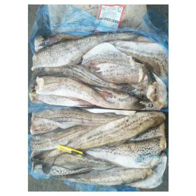 China Nutritious Jelly Preservation Hot Sale Well Preserved Frozen Fish Pollock for sale