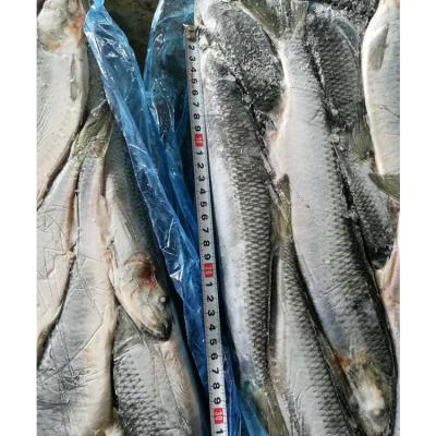 China Cheap And Healthy Delicious Sale Large Nutritious Frozen Herring Fish for sale