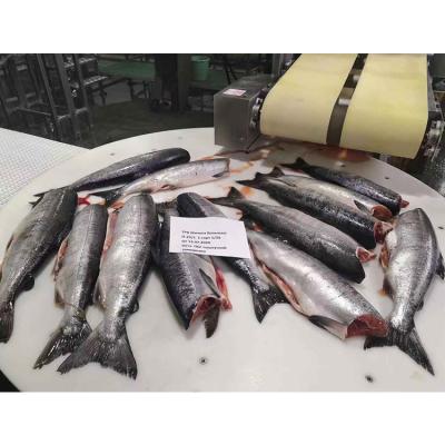 China Good Price Perfect Well Preserved Nutritious Frozen Salmon Fish for sale