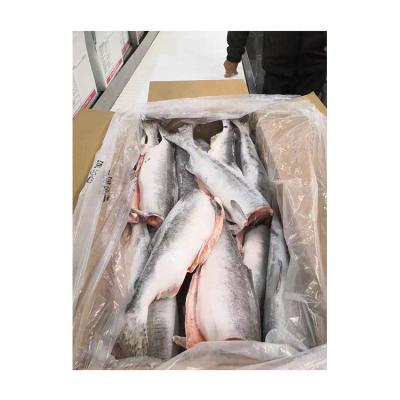 China Good Nutritional Quality Natural Fresh Meat Frozen Salmon Fish for sale