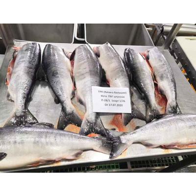 China High Quality Certificated Nutritious Frozen Salmon Fish Supply Best Price for sale