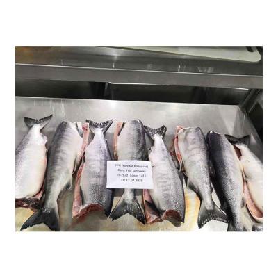 China Good Price Nutritious Good Quality Frozen Salmon Fish Not Expensive for sale