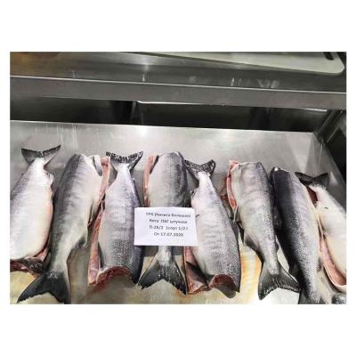 China Frozen Salmon Fish Nutritious Freezing High Quality Jelly Preservation for sale