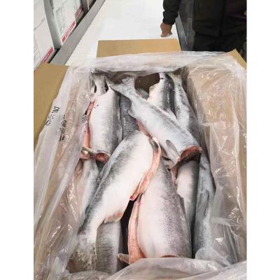 China Nutritious Eat with Confidence Good Quality Frozen Salmon Fish for sale