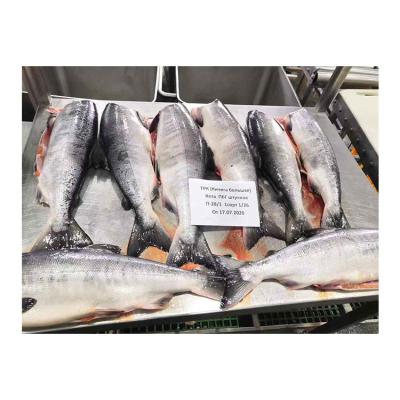 China Hot Sale Homemade Fresh Natural Nutritious Frozen Salmon Fish for sale