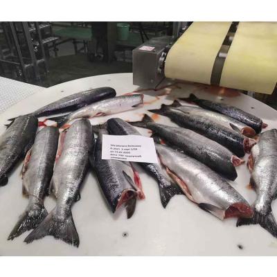 China Nutritious Keep Fresh High Quality Prefect and Delicious Food Frozen Salmon Fish for sale