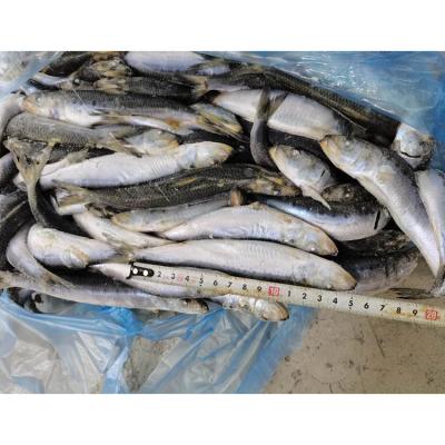 China Nutritious Hot Wholesale Good Market Taste Fresh Products Frozen Sardine Fish for sale