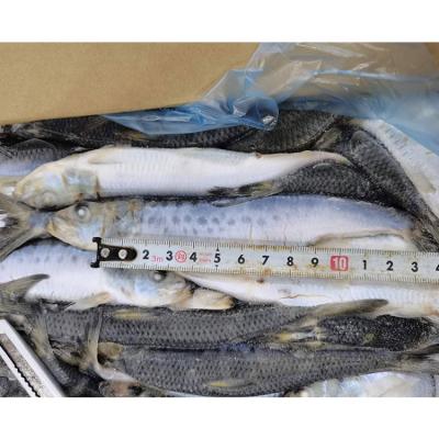 China Nutritious Perfect Factory Supply Frozen Sardine Fish Directly for sale