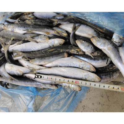 China High Nutritious Quality Perfect Factory Wholesale Frozen Sardine Fish for sale