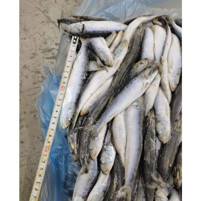 China Nutritious Eat With Confidence Great Taste Sardine Freezing Frozen Fish for sale