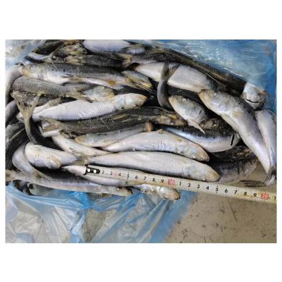 China Nutritious Taste Jelly Good Keeping Frozen Sardine Fish for sale