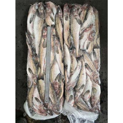 China Factory direct healthy and fresh hot sale nutritious frozen fish pollock for sale