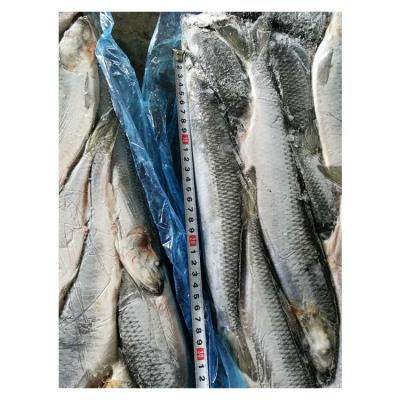 China Nutritious Factory Directly Supply New Products Frozen Fish Pollock for sale