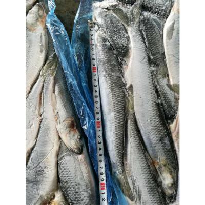 China Perfect Healthy Nutritious And Wholesale Fresh Hot Sale Cheap Frozen Herring Fish for sale