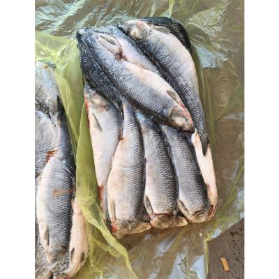 China High Quality Nutritious Hot Sale Eat With Confidence Frozen Herring Fish for sale