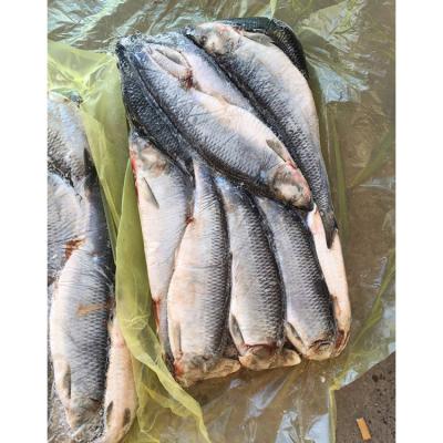 China Big Nutritious High Quality New Products Frozen Herring Fish for sale