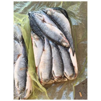 China Nutritious Freezing Well Preserved Healthy Fresh Frozen Herring Fish for sale