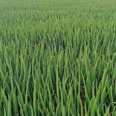 China IQF FROZEN Green Onion Cuts Factory and Farm Supply for sale