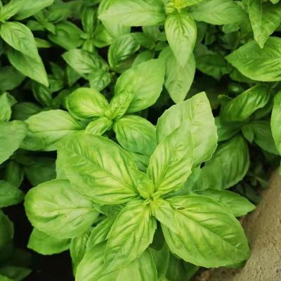 China IQF FROZEN Basil Cuts Factory and Farm Supply for sale