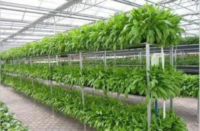 China Resource Saving Hydroponic Greenhouse Systems Commercial For Cultivation Leafy Vegetables for sale