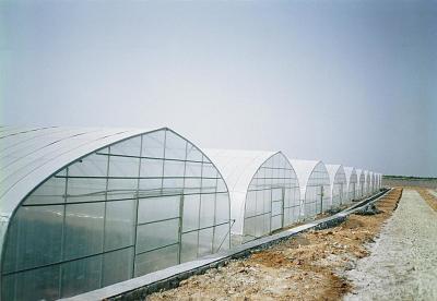 China Section 4m Polyethylene Film Greenhouse , Single Span Greenhouse For Vegetable for sale