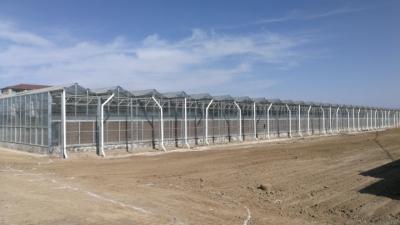 China Anti Wind Commercial Glass Greenhouse High Light Transmission For Vegetable Cultivation for sale