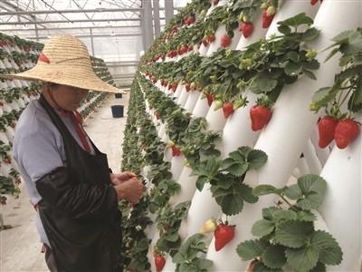 Chine Culture hydroponique Aeroponics d'expertise et équipements de tutelle de consultation de système d'Aquaponics à vendre