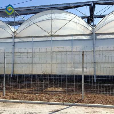 China Tomato 0.15mm Polyethylene Film Multi Span Greenhouse for sale