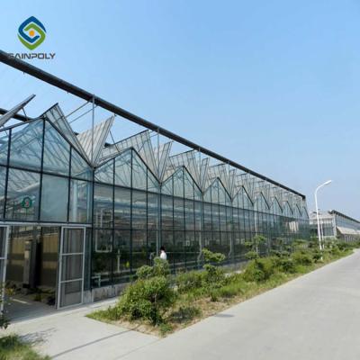 China 12m großes landwirtschaftliches Glasgewächshaus galvanisierte Stahlrahmen-Binder zu verkaufen