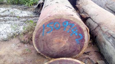 China Rot Resistance Purple Heart Logs 905 Kg / M3 3 - 5 Ft Trunk Diameter Te koop