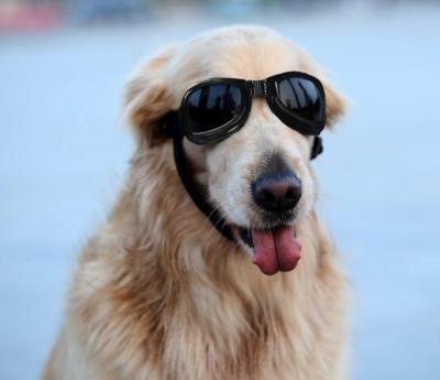 China New Design Viable Dog Sunglasses Adjustable Length Pet Goggles Wholesale Sun UV Glasses For Pet for sale