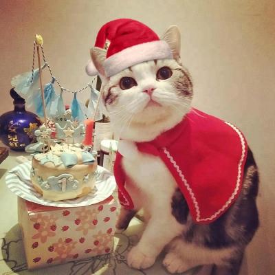 China Sustainable Cat Christmas Accessories Pet Clothing Costume Santa Hat For Cat Puppy Dog for sale