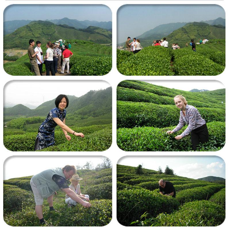 Verifizierter China-Lieferant - Lin'an Dayang Tea Industry Co., Ltd